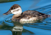 Ruddy Duck - Oxyura jamaicensis