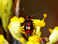 Soft-winged flower beetle - Attalus trimaculatus