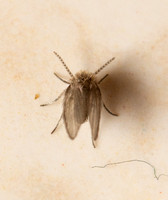 Moth fly - Psychoda sp.