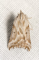 Geometer moth - Plataea diva