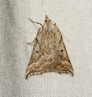 Geometer moth - Plataea diva