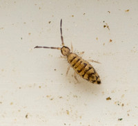 Springtail - Entomobrya atrocincta