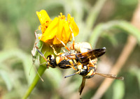 Mason wasp 2 - Euodynerus hidalgo