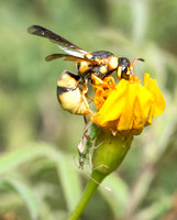 Mason wasp 2 - Euodynerus hidalgo