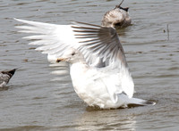 Herring Gull Hybrid with Glaucus?)