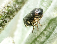 Spittle bug - Clastoptera lineatocollis