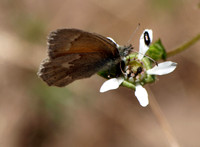 Common ringlet - Coenonympha california