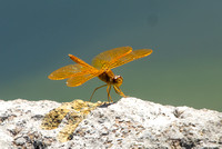 Mexican amberwing - Perithemis intensa