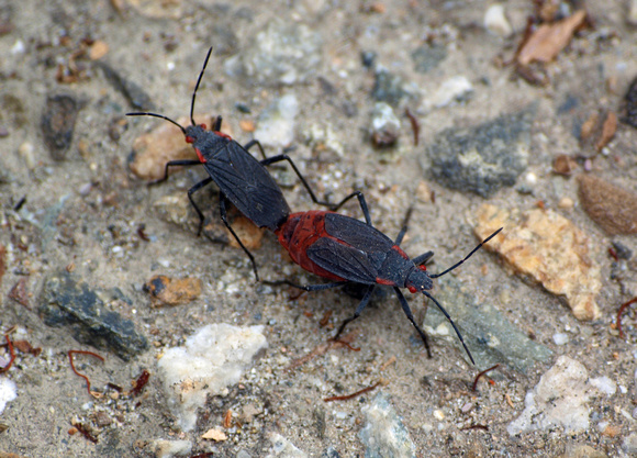 Red-shouldered bug - Jadera haematoloma