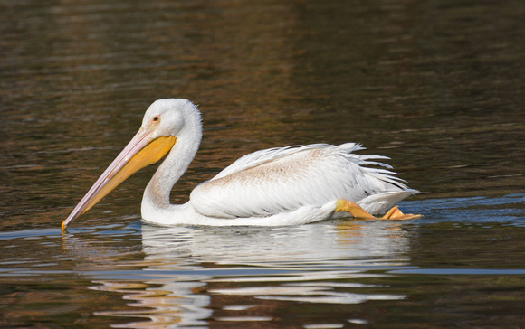 American White Pelican - Pelecanus erythrorhynch