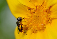 Flower fly - Syritta pipiens