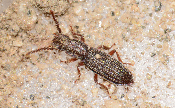 Darkling beetle - Anchomma costatum