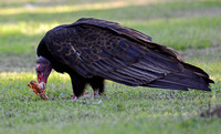 Turkey Vulture - Cathartes aura