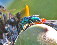 Cuckoo wasp - Chrysura pacifica