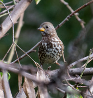 Fox Sparrow - Passerella iliaca (sooty)