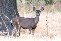 Mule Deer - Odocoileus hemionus