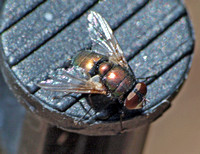 Copperbottle fly - Lucilia cuprina