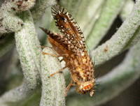 Fruit fly - Paracantha sp. (P. cultaris or P. gentilis?)