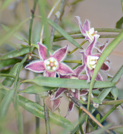 Climbing Milkweed - Funastrum cynanchoides var. hartwegii