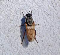 Stiletto fly 1 - Ozodiceromyia sp.