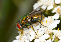 Greenbottle fly - Lucilia sericata