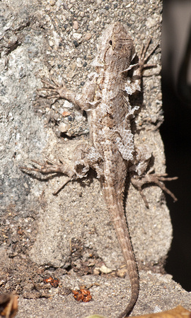 Western fence lizard - Sceloporus occidentalis