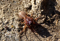 Running spider - Trachelas pacificus