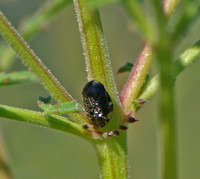 Spittle bug - Clastoptera sp.