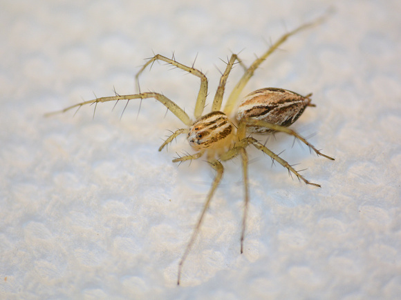 Striped lynx spider - Oxyopes salticus