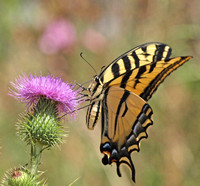 Western tiger swallowtail - Papilio rutulus