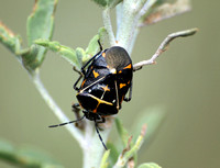 Harlequin bug - Murgantia histronica