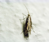 Diamondback moth - Plutella sp. (xylostella?)