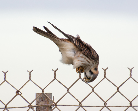 American Kestrel - Falco sparverius