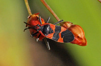 Large milkweed bug -Oncopeltus fasciatus
