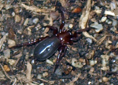 Ground spider 3 - Unidentified sp.