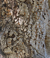 Acorn Woodpecker Granary Tree