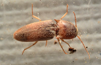 Click beetle - Conoderus sp.