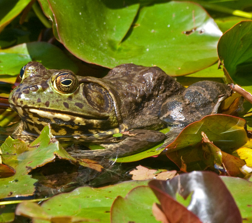 Bullfrog - Lithobates (Rana) catesbianus