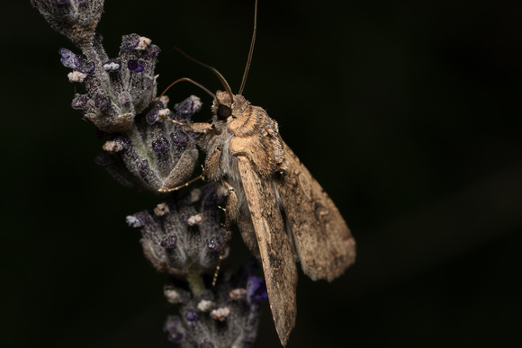 Pearly Underwing Moth - Peridroma saucia