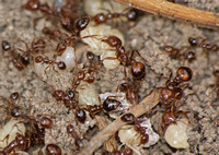 Red imported fire ant (RIFA) - Solenopsis invicta