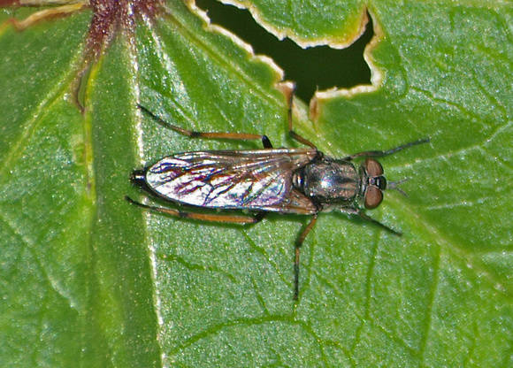 Stiletto fly 2 - Ozodiceromyia nigrimana