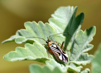 Plant bug - Closterocoris amoenus