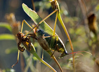 Fork-tailed bush katydid - Scudderia furcata