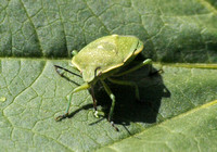 Uhler's stink bug -  Chlorochroa uhleri