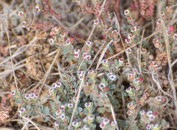 Smallseed sandmat - Euphorbia polycarpa