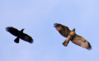 Red-tailed Hawk - Buteo jamaicensis mbbed by American Crow - Corvus brachyhynchus