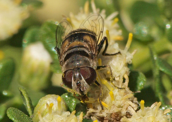 Drone fly - Eristalis sp.