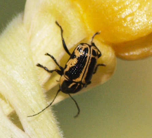 Casebearer beetle - Cryptocephalus castaneus