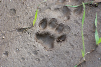 Bobcat - Lynx rufus
