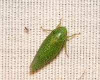 Leafhopper - Gyponana procera